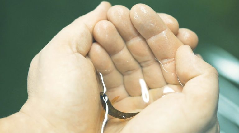 Wilsgård Fiskeoppdrett - Grønne konsesjoner