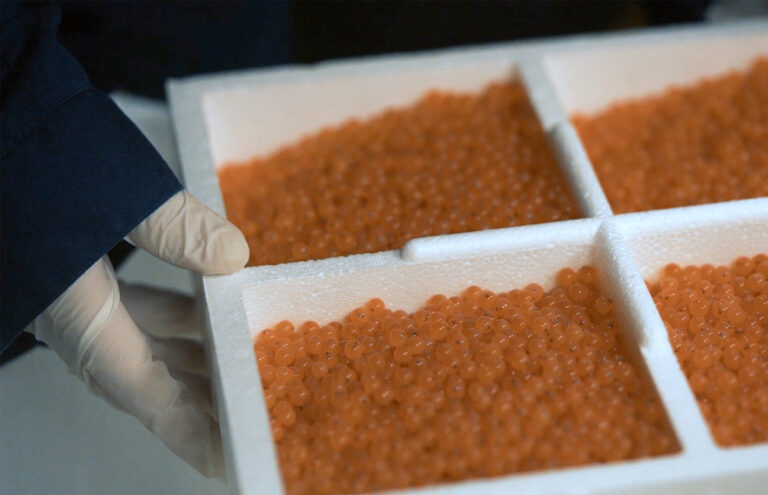 Settefisk_Rogn_1_Mod